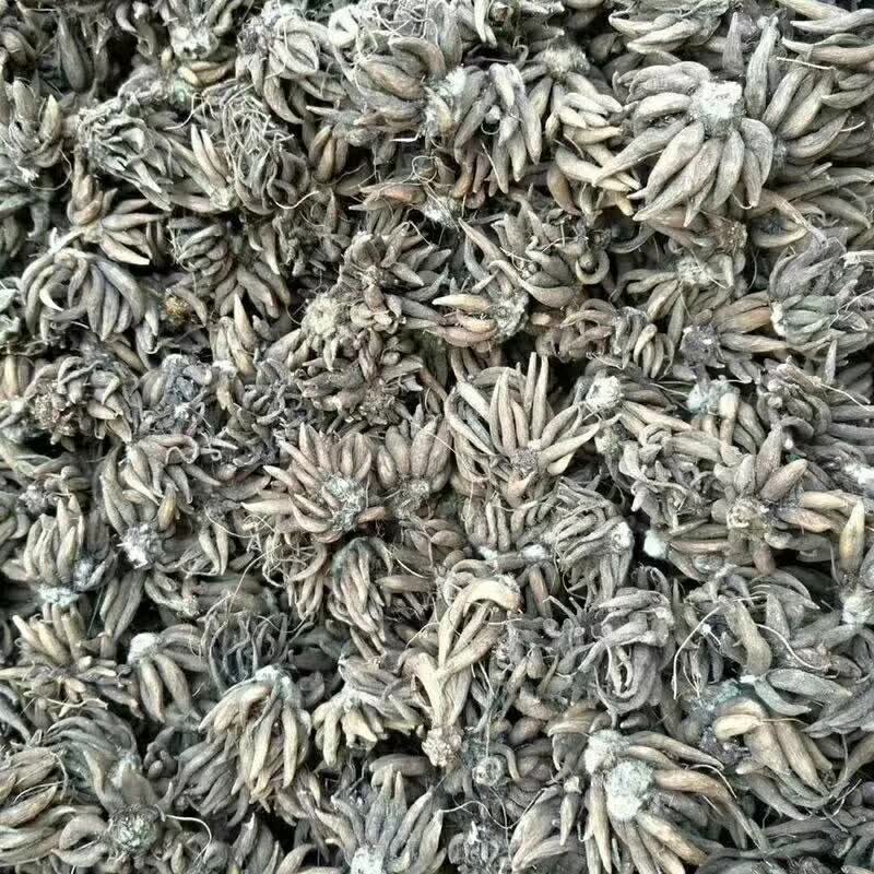 <a href='http://www.hn123.net.cn/caohuazhongzi/16088.html' target='_blank'>花毛茛種球</a>種苗