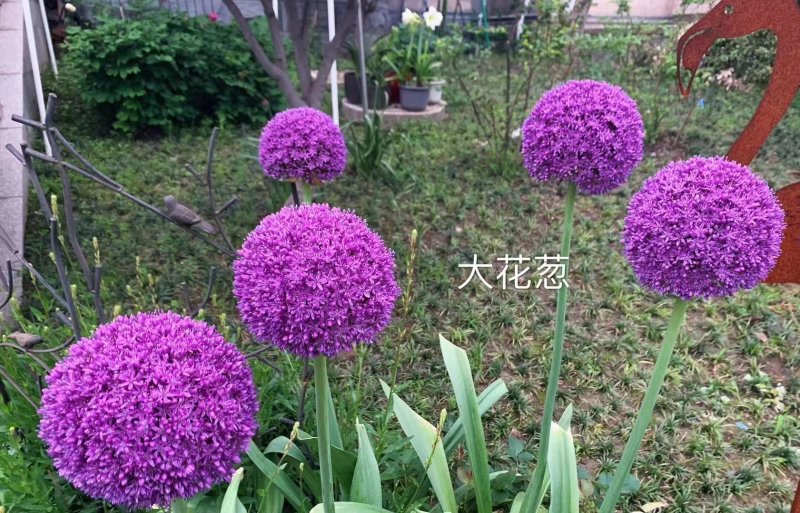 采收<a href='http://www.hn123.net.cn/caohuazhongzi/1035.html' target='_blank'>大花蔥種球</a>