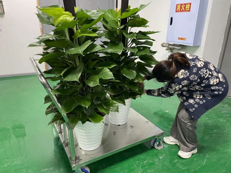 綠植植物室內(nèi)室外綠色植物花卉