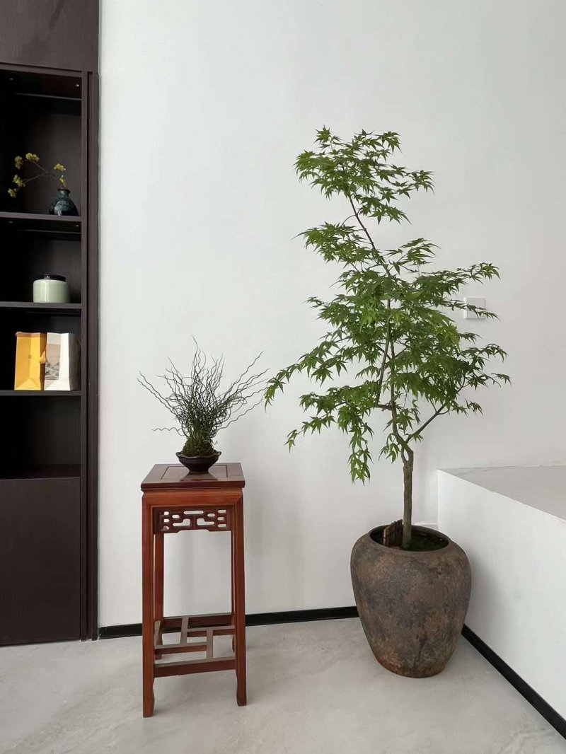 綠植植物室內(nèi)室外綠色植物花卉