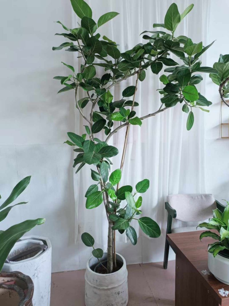 綠植植物室內(nèi)室外綠色植物花卉