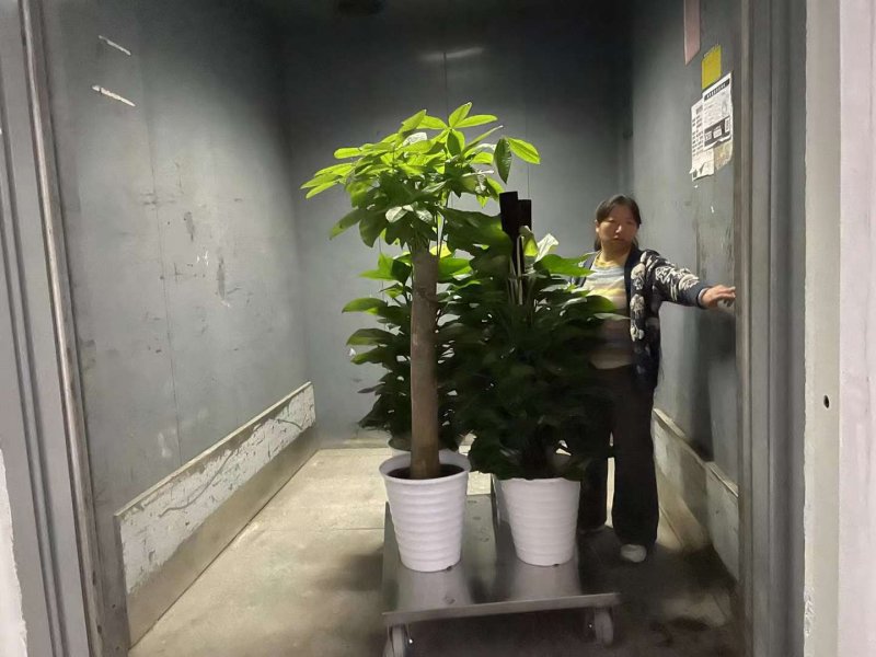 綠植植物室內(nèi)室外綠色植物花卉