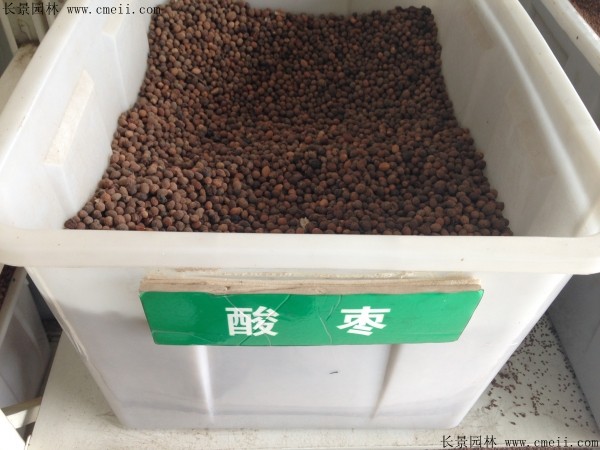 <a href='http://www.hn123.net.cn/guoshuzhongzi/1883.html' target='_blank'>酸棗</a><a href='http://www.hn123.net.cn/' target='_blank'>種子</a>圖片