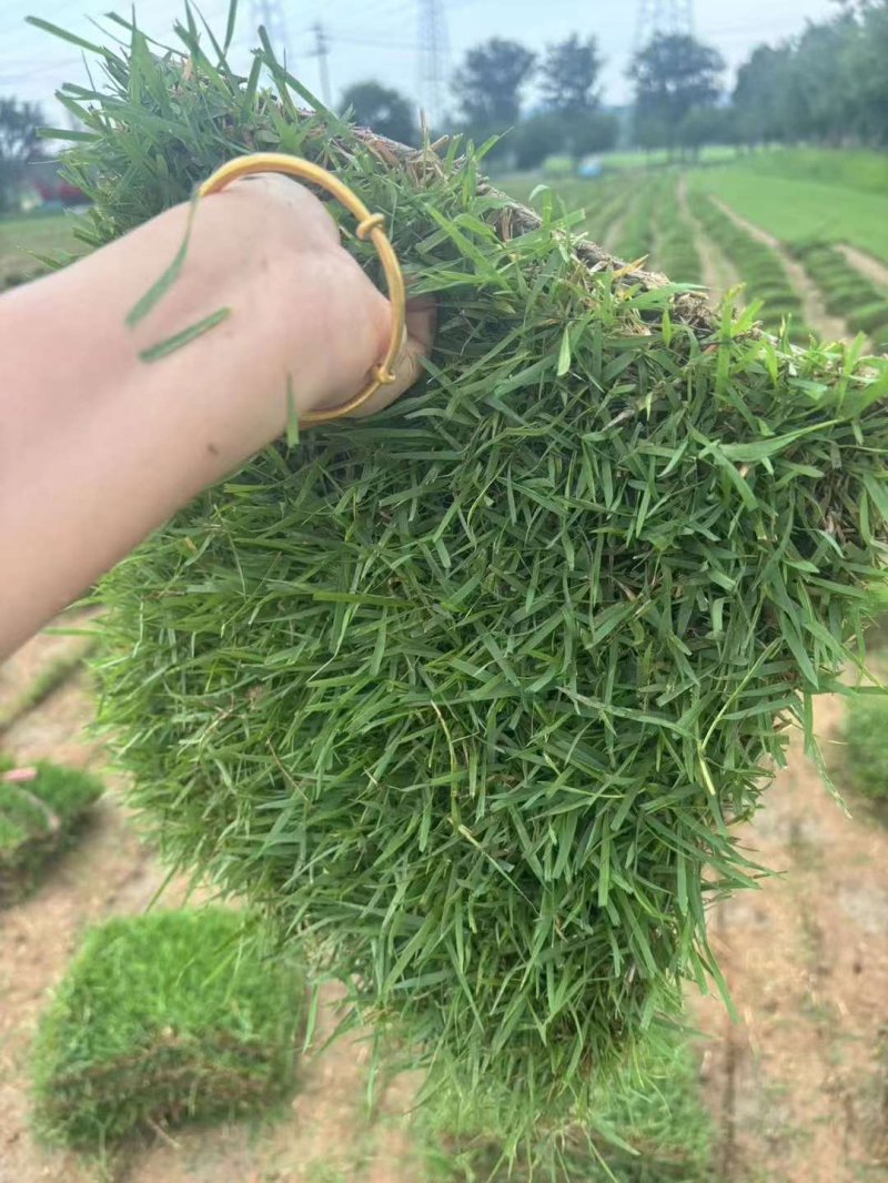 蘭引3號(hào)草坪