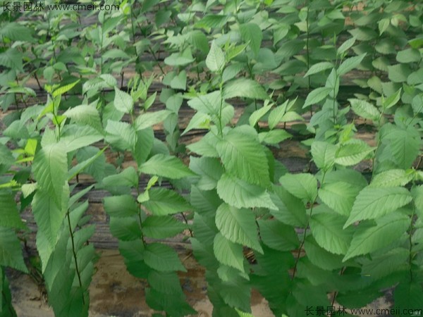 <a href='http://www.hn123.net.cn/linmuzhongzi/1836.html' target='_blank'>白榆種子</a>發(fā)芽出苗圖片