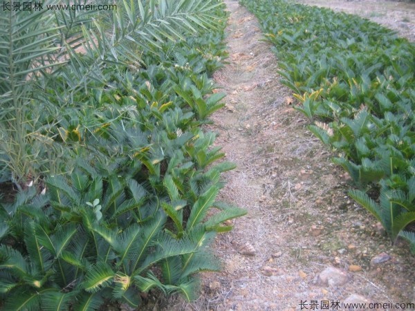 <a href='http://www.hn123.net.cn/linmuzhongzi/1717.html' target='_blank'>鐵樹種子</a>發(fā)芽出苗圖片