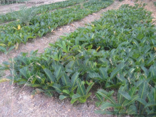 鐵樹<a href='http://www.hn123.net.cn/' target='_blank'>種子</a>發(fā)芽出苗圖片