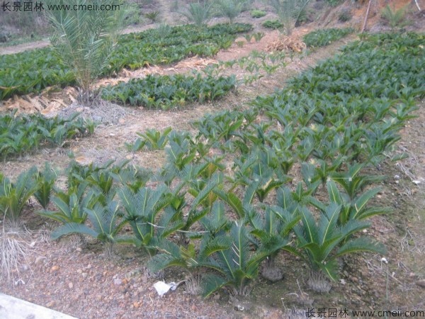 <a href='http://www.hn123.net.cn/linmuzhongzi/1717.html' target='_blank'>鐵樹種子</a>發(fā)芽出苗圖片