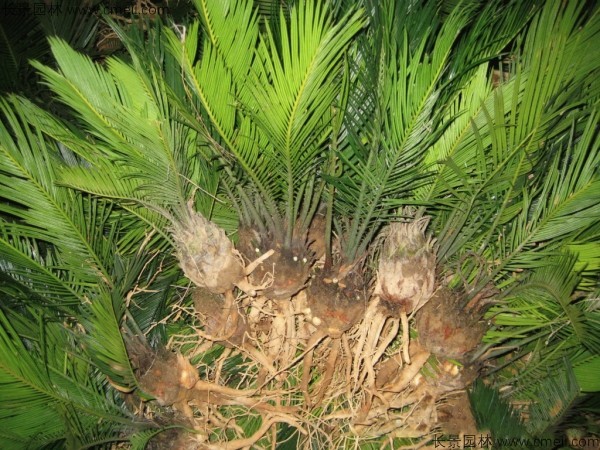鐵樹<a href='http://www.hn123.net.cn/' target='_blank'>種子</a>發(fā)芽出苗圖片