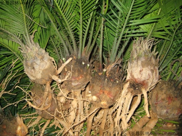 鐵樹<a href='http://www.hn123.net.cn/' target='_blank'>種子</a>發(fā)芽出苗圖片