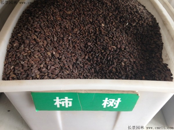 <a href='http://www.hn123.net.cn/guoshuzhongzi/1878.html' target='_blank'>柿樹種子</a>圖片