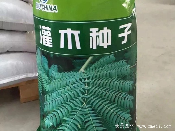 <a href='http://www.hn123.net.cn/linmuzhongzi/2217.html' target='_blank'>車桑子種子</a>