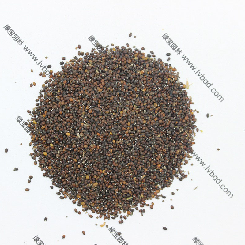 <a href='http://www.hn123.net.cn/caohuazhongzi/1023.html' target='_blank'>薄荷</a><a href='http://www.hn123.net.cn/' target='_blank'>種子</a>