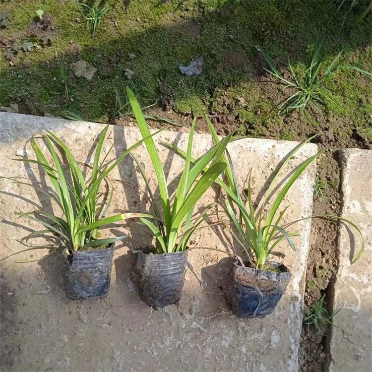 蘭花<a href='http://www.hn123.net.cn/yaocaizhongzi/2365.html' target='_blank'>三七</a>杯苗容器苗