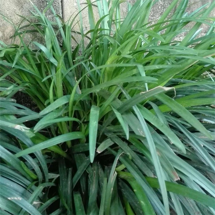 蘭花<a href='http://www.hn123.net.cn/yaocaizhongzi/2365.html' target='_blank'>三七</a>杯苗容器苗