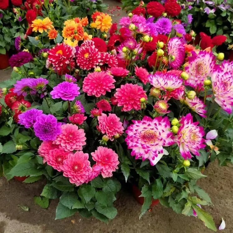 <a href='http://www.hn123.net.cn/caohuazhongzi/1642.html' target='_blank'>小麗花</a>杯苗容器苗