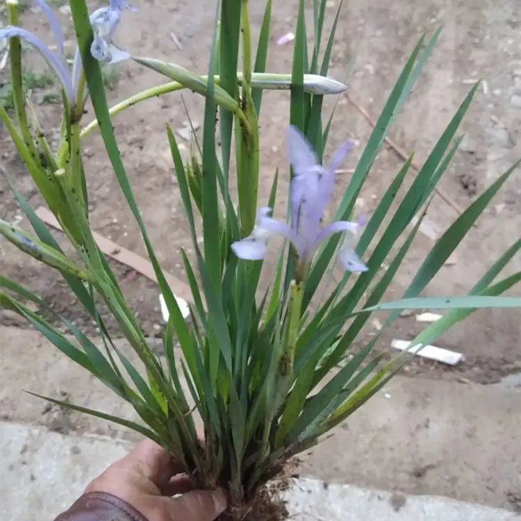 <a href='http://www.hn123.net.cn/caobenzhiwu/3383.html' target='_blank'>馬蘭花</a>杯苗容器苗