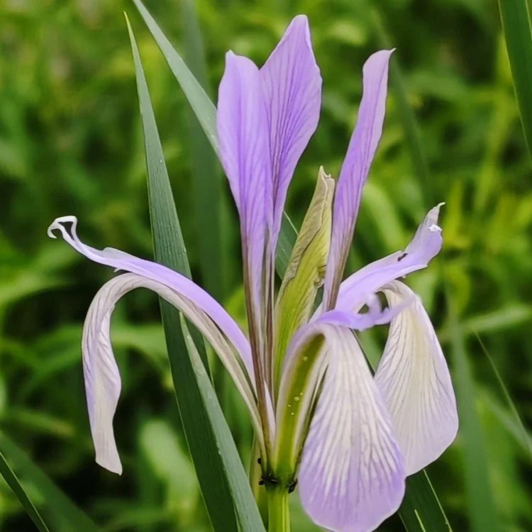 <a href='http://www.hn123.net.cn/caobenzhiwu/3383.html' target='_blank'>馬蘭花</a>杯苗容器苗