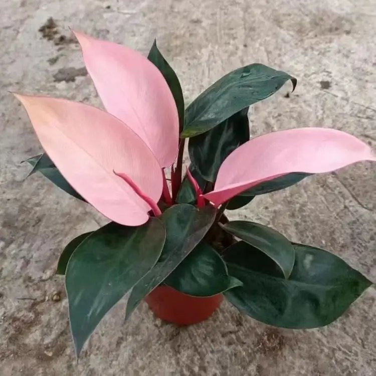 蔓<a href='http://www.hn123.net.cn/caohuazhongzi/1572.html' target='_blank'>錦葵</a>杯苗容器苗