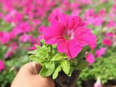 玫紅牽?；? />
								
								</a>
						</div>
                        <div   id=