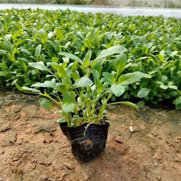 美麗月見草杯苗容器苗