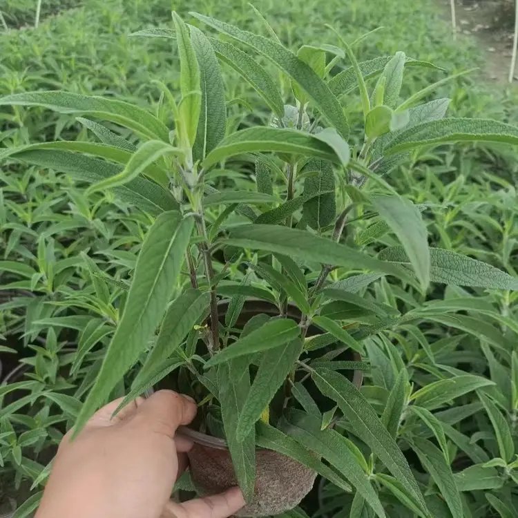墨西哥<a href='http://www.hn123.net.cn/caohuazhongzi/1626.html' target='_blank'>鼠尾草</a>杯苗容器苗