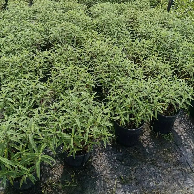 墨西哥鼠尾草杯苗容器苗