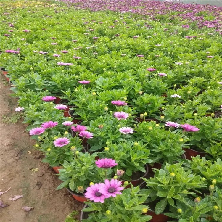 南非萬壽菊杯苗容器苗