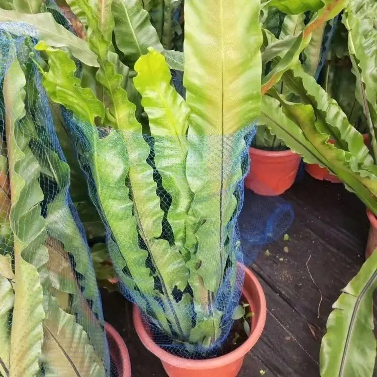 鳥巢蕨杯苗容器苗