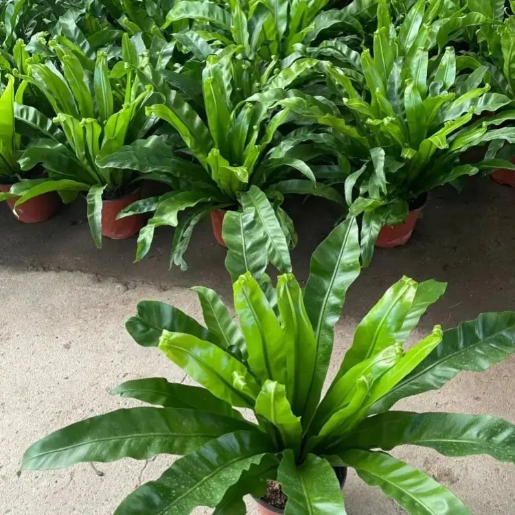 鳥巢蕨杯苗容器苗