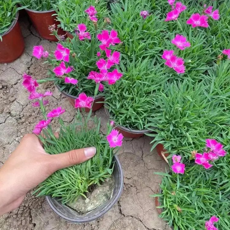 歐石竹杯苗容器苗