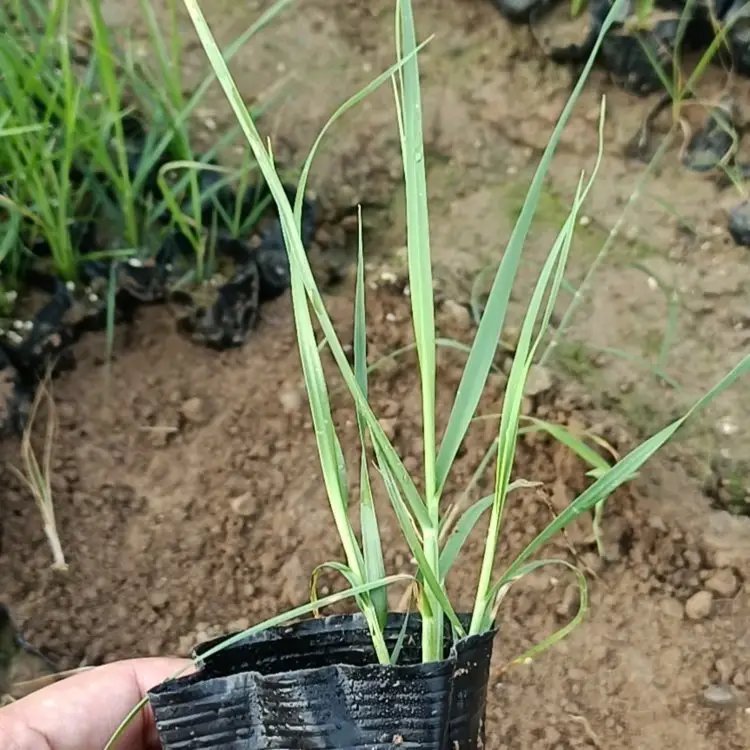 蒲葦杯苗容器苗