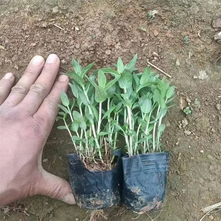 千屈菜杯苗容器苗