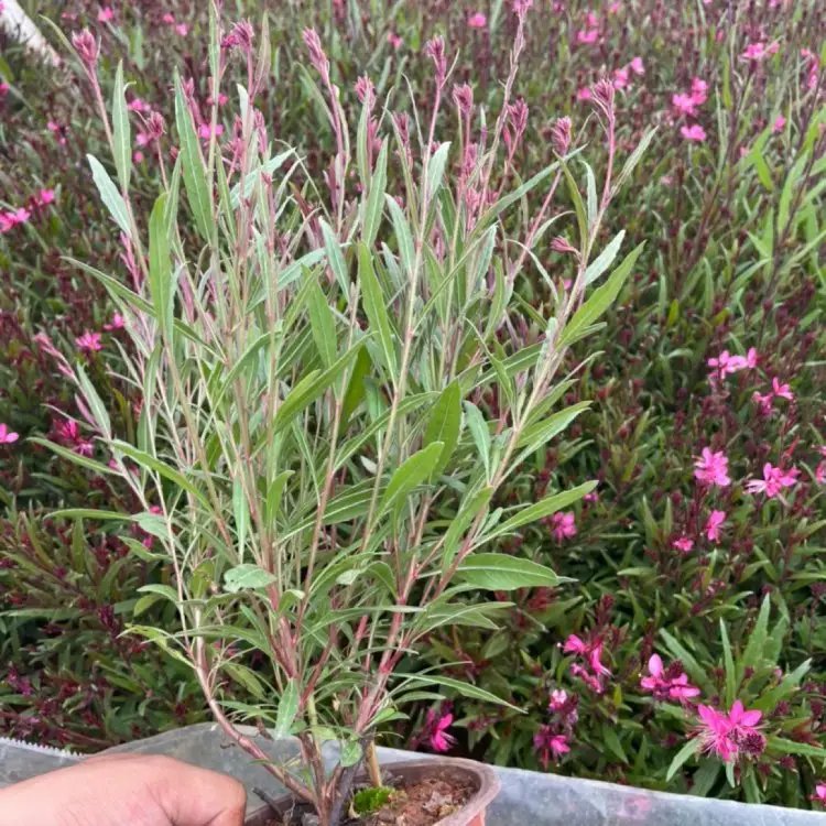 千鳥(niǎo)花杯苗容器苗