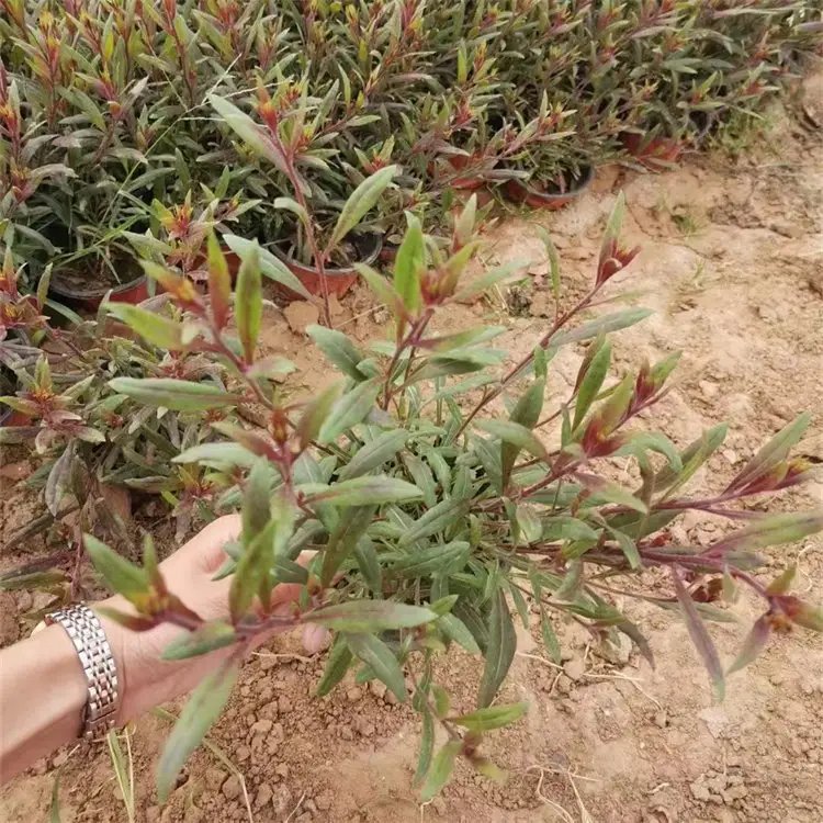 千鳥(niǎo)花杯苗容器苗