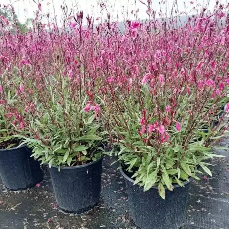 千鳥(niǎo)花杯苗容器苗