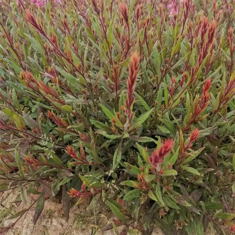 千鳥(niǎo)花杯苗容器苗