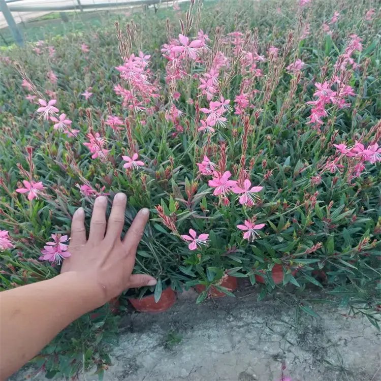 千鳥(niǎo)花杯苗容器苗