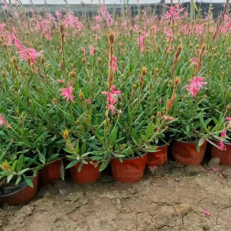 千鳥(niǎo)花杯苗容器苗