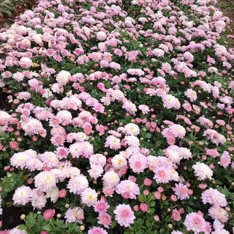 千頭菊杯苗容器苗