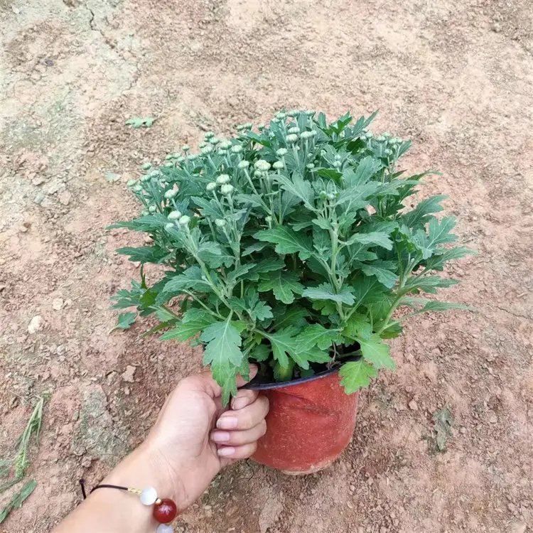千頭菊杯苗容器苗