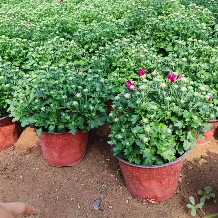 千頭菊杯苗容器苗