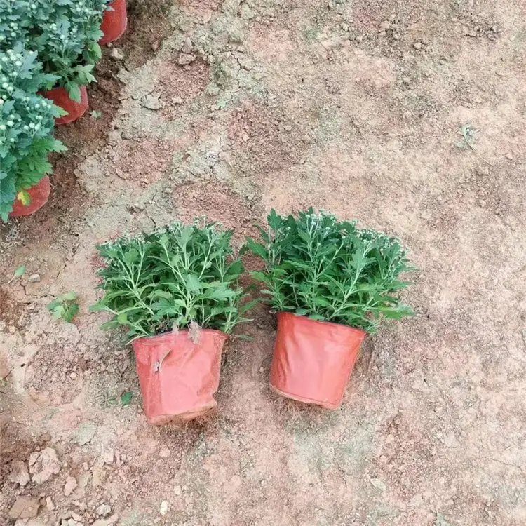 千頭菊杯苗容器苗