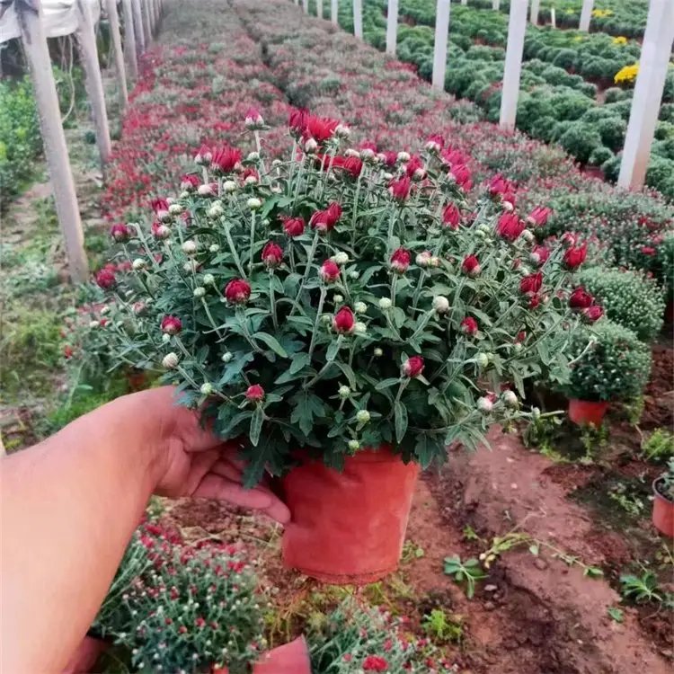 千頭菊杯苗容器苗