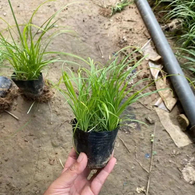 青綠苔草杯苗容器苗