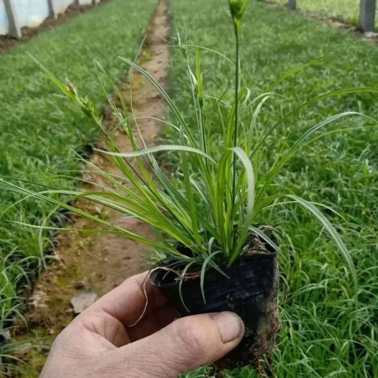 青綠苔草杯苗容器苗