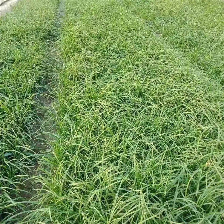 青綠苔草杯苗容器苗