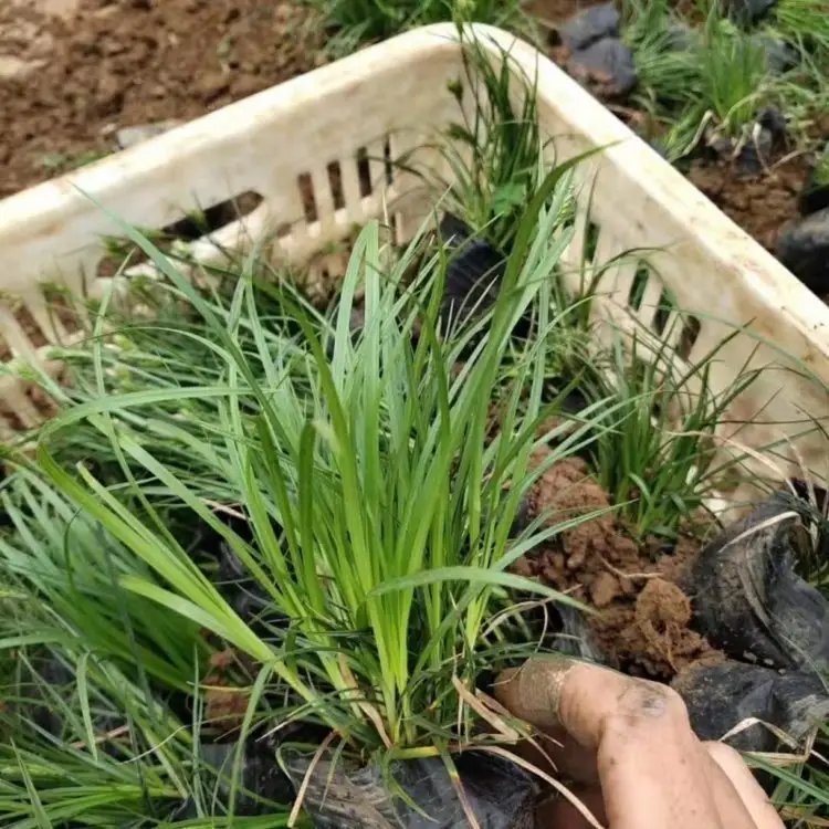 青綠苔草杯苗容器苗