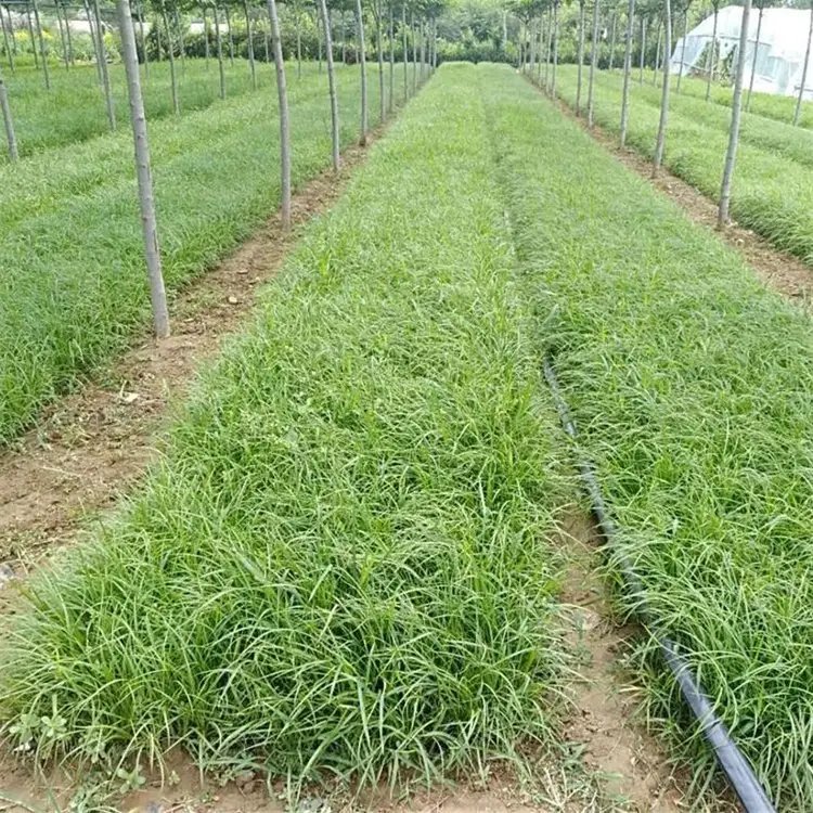 青綠苔草杯苗容器苗