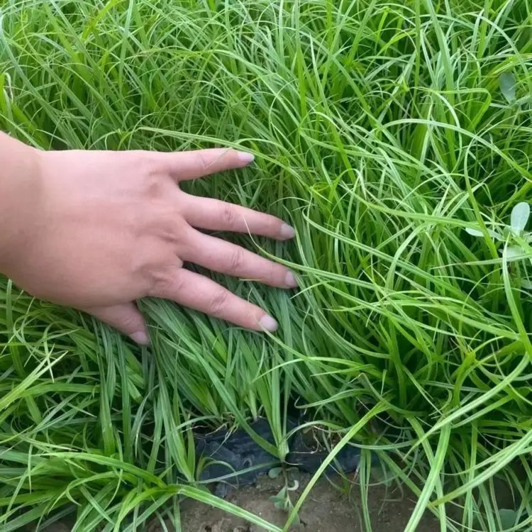 青綠苔草杯苗容器苗